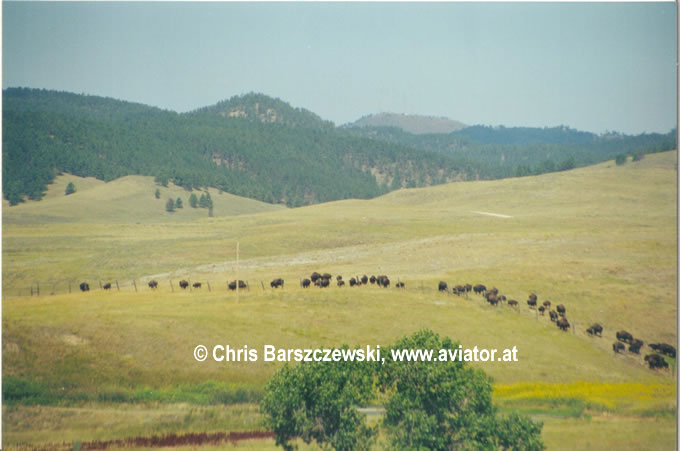 Bisonherde im Grasland - Custer State Park, South Dakota (bisons walking in grass lands in South Dakota)