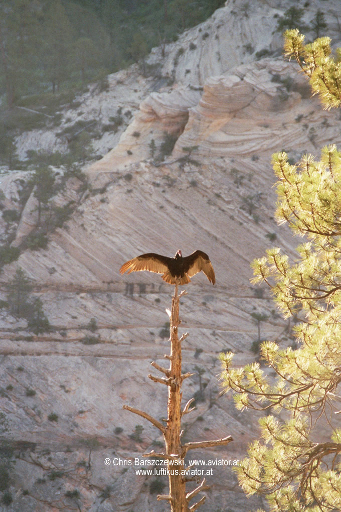 pics: Greifvogel im Zion Canyon am Morgen